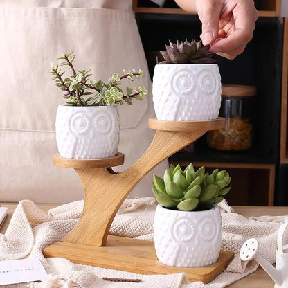 Succulent Pots Dekoré