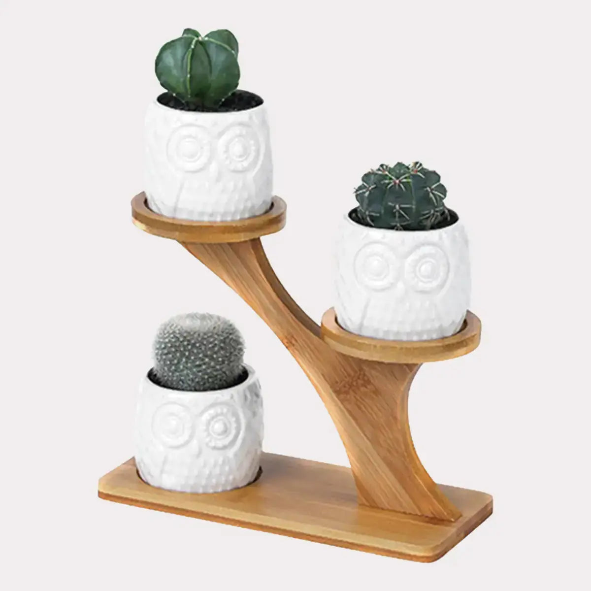 Succulent Pots Dekoré